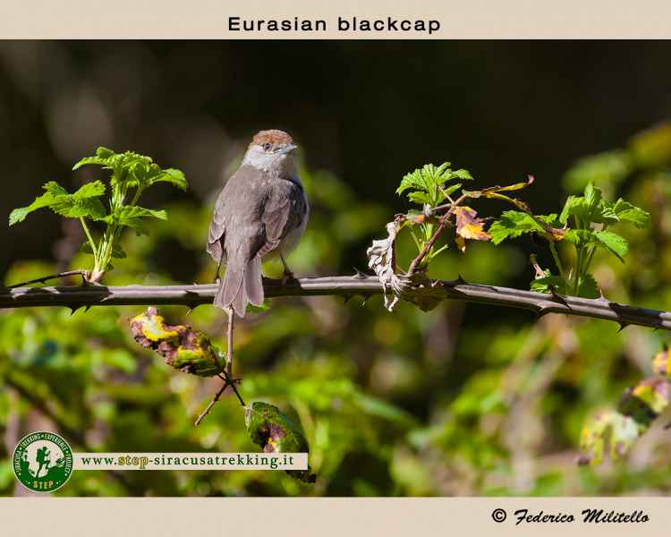 Eurasian blackcap