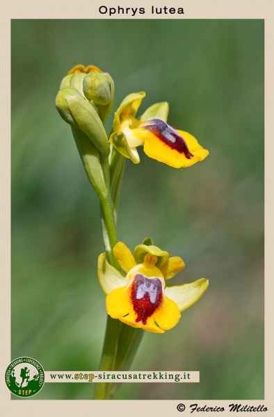 Ophrys lutea