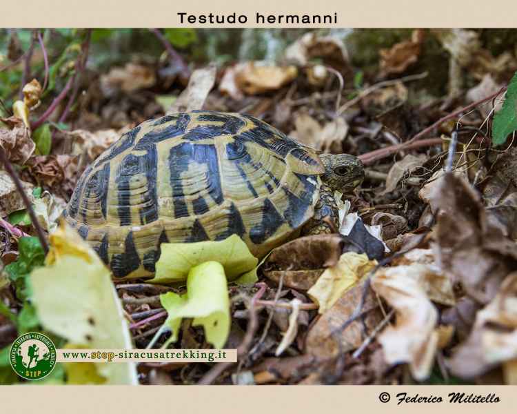 Testudo hermanni