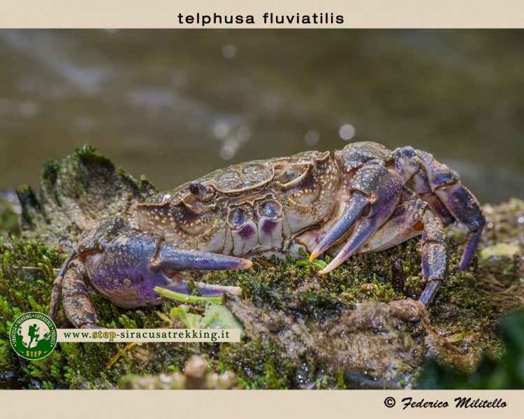 Telphusa fluviatilis