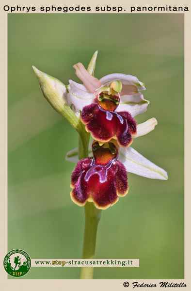 Ophrys sphegodes